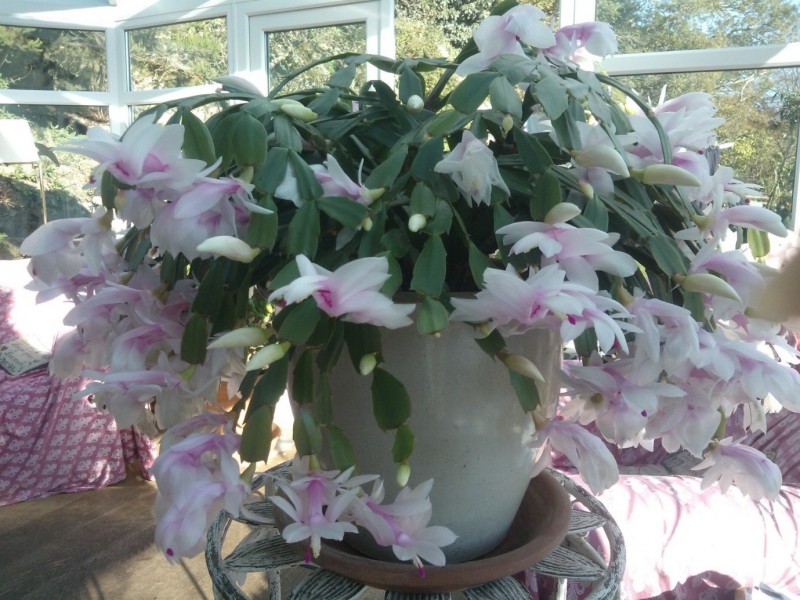 Christmas Cactus - Suttons Gardening Grow How