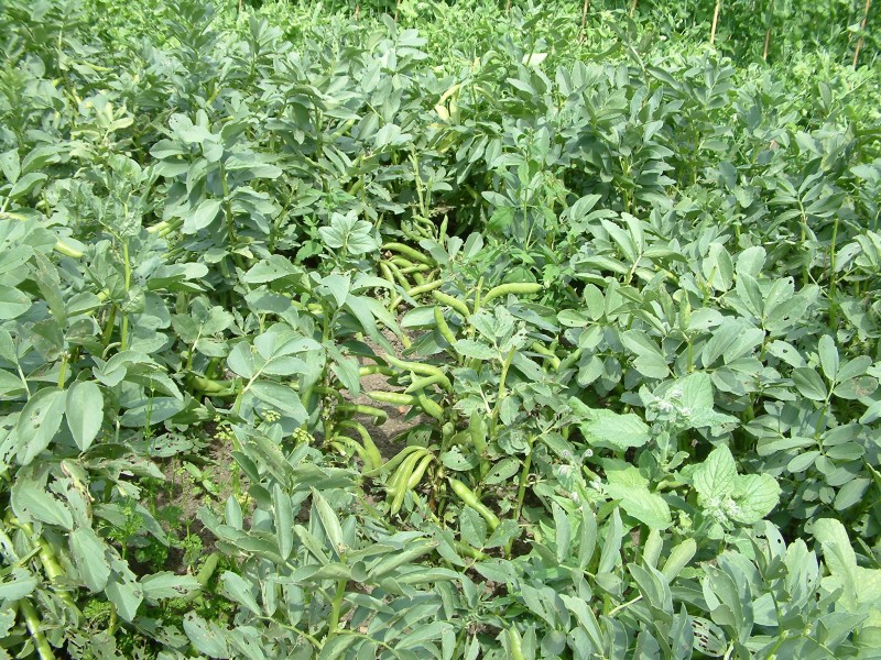 How to Grow Broad Beans advise How to Grow Broad Beans forecasting