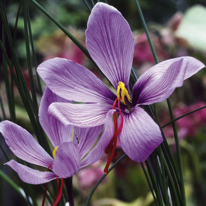 saffron crocus suttons