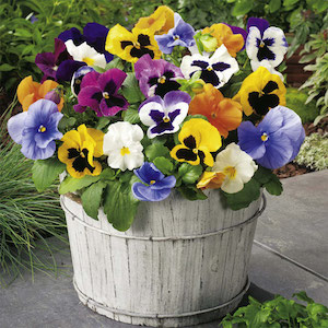 Pansy Plants - F1 Select Mix from Suttons