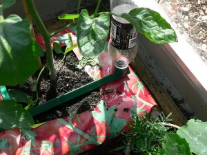 Growtube, handy for watering grow bags