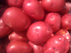 Red Duke of York Potatoes