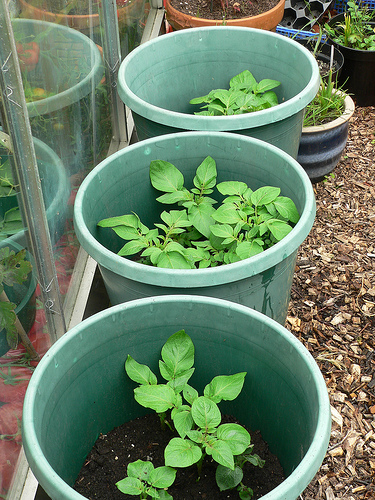 Second Crop potatoes in buckets
