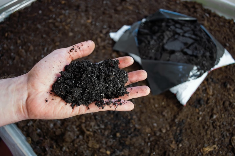 Ericaceous compost being held in hand