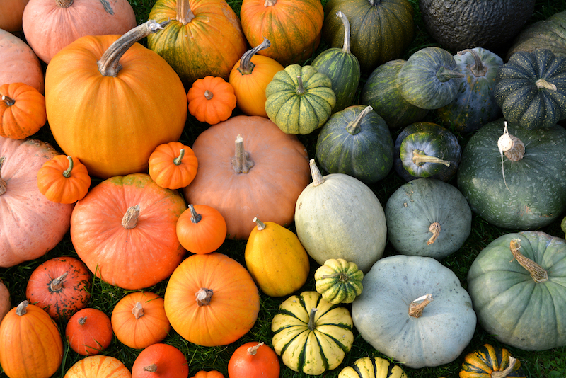 Collection of squash and pumpkins