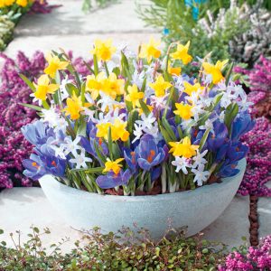 bulbs in containers