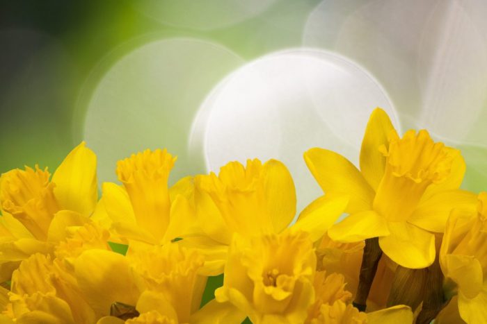 daffodil-1161057.jpg