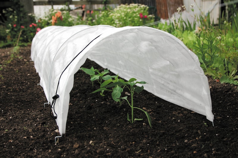 White fleece tunnel tent soft-hued seedlings