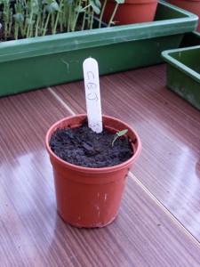 A seedling from a 4 year old Chilli seed