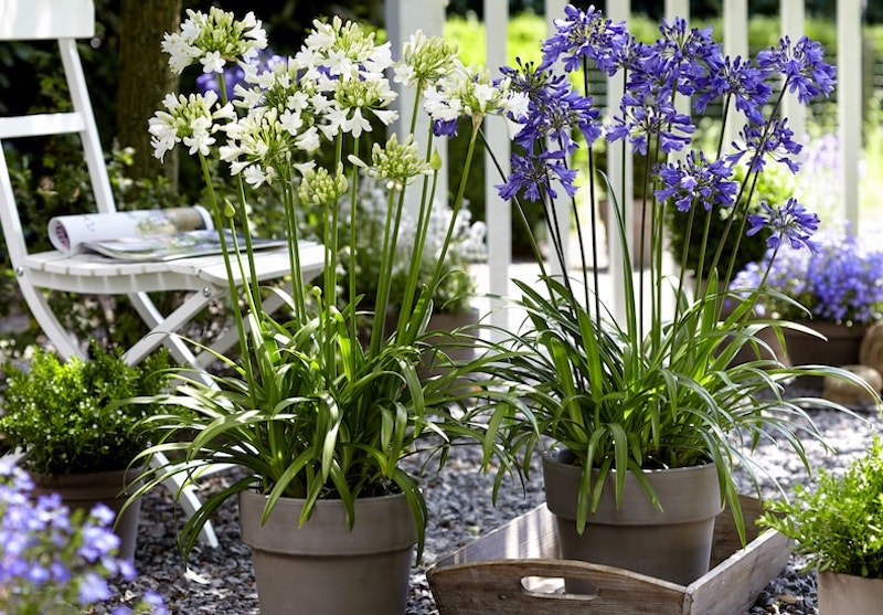 Blue and white agapanthus in grey containers