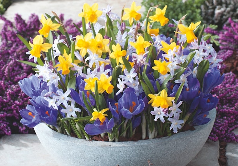 Spring container with daffodils and crocus