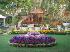 Kalim Farooqui's garden