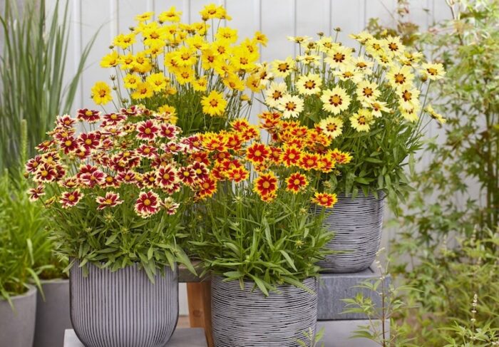 yellow-orange-coreopsis-flowers-grey-containers.jpg