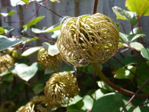 Clematis after flowering