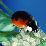 Ladybirds are natural predators of aphids