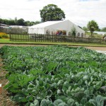 Veg at the Trial Grounds