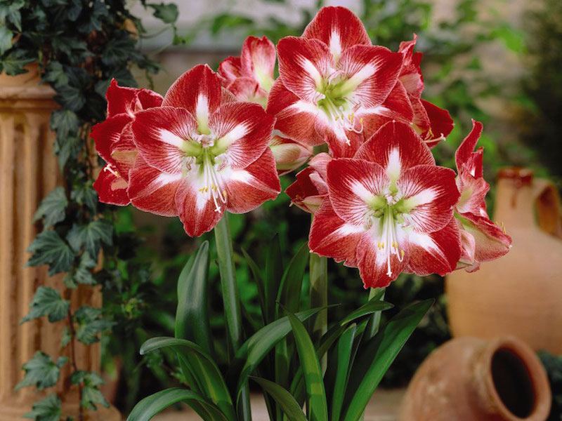 Amaryllis Minerva from Suttons. Image copyright: Visions BV, Netherlands