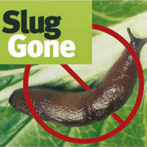 Combatting  Slugs – ‘au naturel’