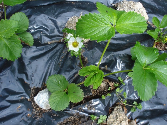 growing-strawberries-DSC009831.jpg