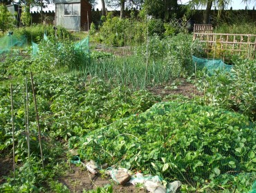 July Allotment Tips
