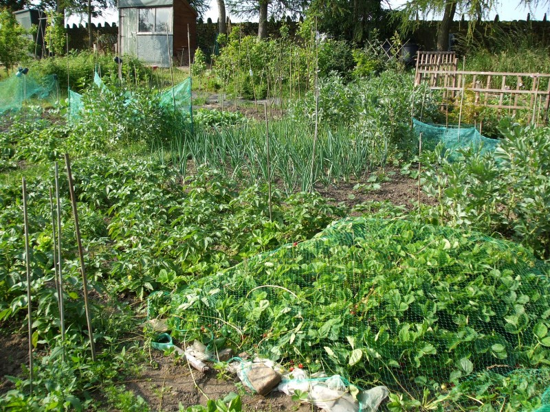allotment in july in full production