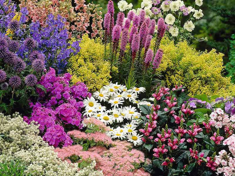 Group of colourful cottage garden perennials