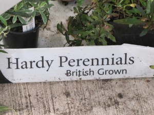 Nothing better for your garden - hardy perennials British grown