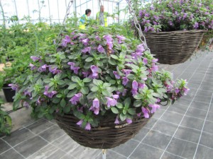 Hanging basket trials are looking good
