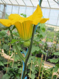 A watermelon flower, do note the string holding it upright