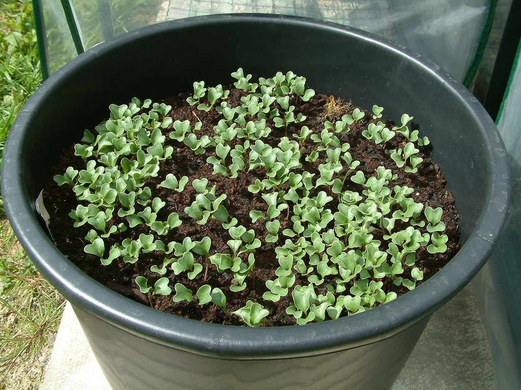 young seedlings young seedlings