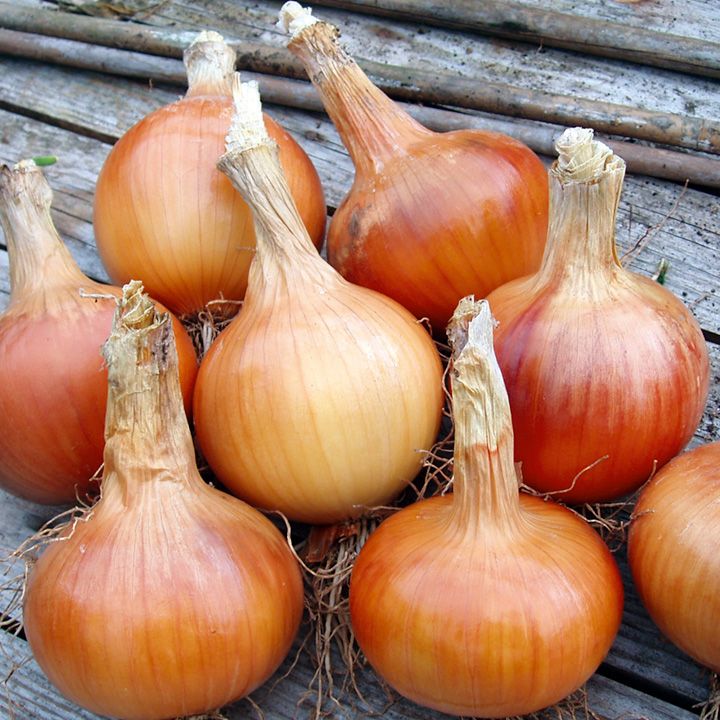 Onion Sets F1 Santero [260040] Suttons Gardening Grow How