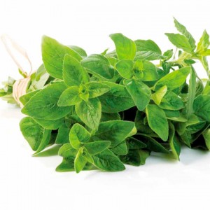 Oregano herb seeds