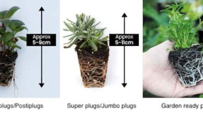 Handy guide to plant sizes and simple growing instructions