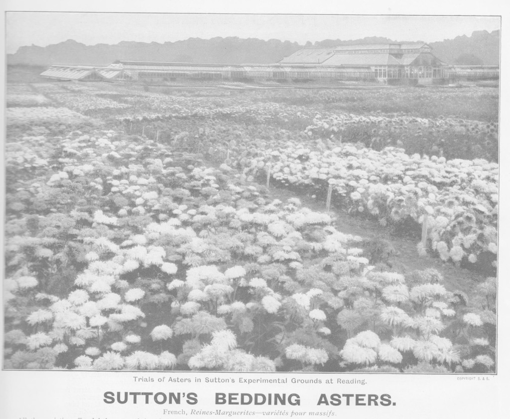 Trials of Asters in Sutton's Experimental Grounds at reading in 1914