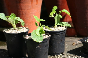 Potted up Cucumbers