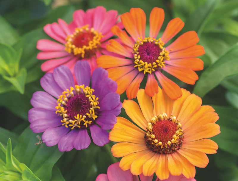 Zinnia 'Molotov Mix' from Suttons