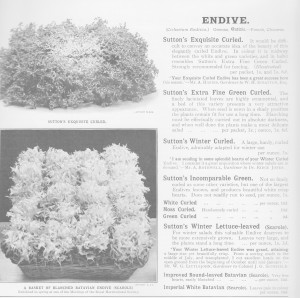 1914 Catalogue Endive Page