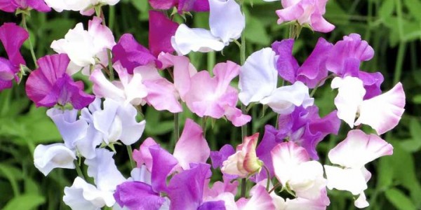 Scented Sweet Pea Seed Varieties - Suttons Gardening Grow How