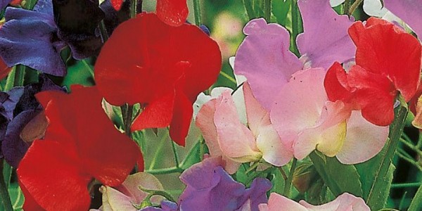 Scented Sweet Pea Seed Varieties Suttons Gardening Grow How 3635