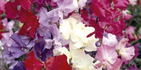 Scented Sweet Pea Seed Varieties Suttons Gardening Grow How 8453