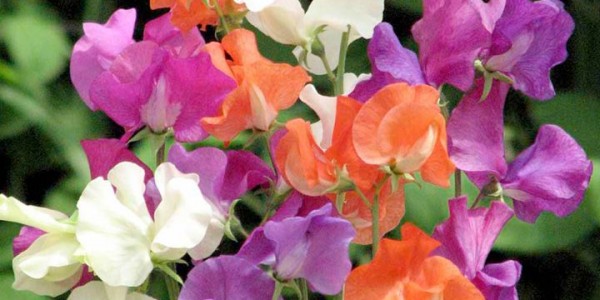 Scented Sweet Pea Seed Varieties Suttons Gardening Grow How 9247