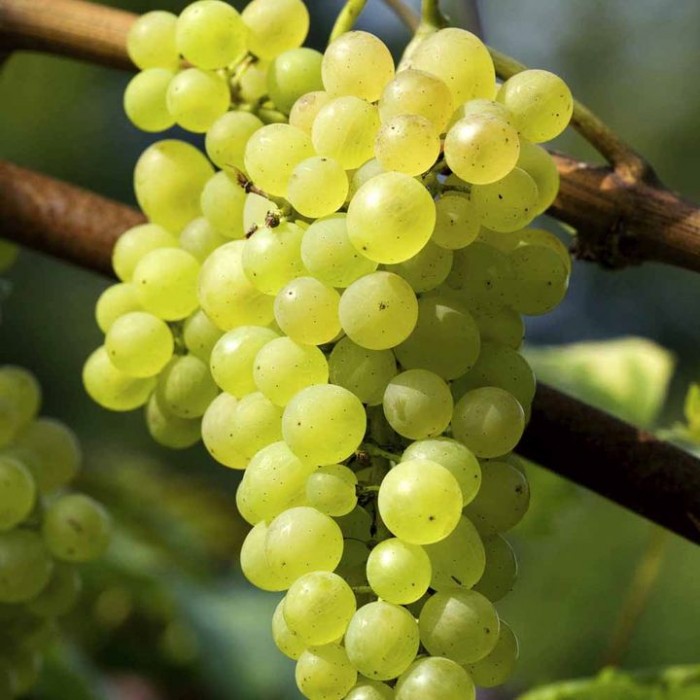Growing-Grapes-Grape-Vine-Plant-Phoenix-241155.jpg