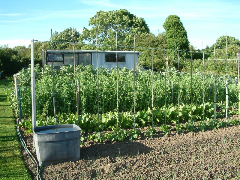 August Allotment Tips Suttons Gardening Grow How