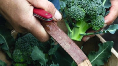 Brassica Vegetable Plants Growing Instructions