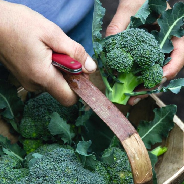 brassica-vegetable-growing-guide-broccoli.jpg