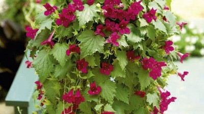 Lofos Plants Growing Guide