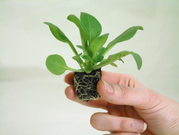 easiplants-value-plug-plants-petunia
