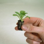 miniplant-extra-value-plug-plants-petunia