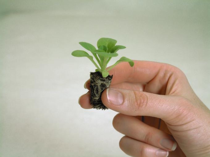 miniplant-extra-value-plug-plants-petunia