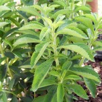 Stevia Growing Guide - Suttons Gardening Grow How